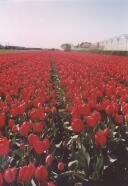 t_tulpen02.jpg (5189 Byte)