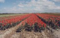t_tulpen04.jpg (5792 Byte)